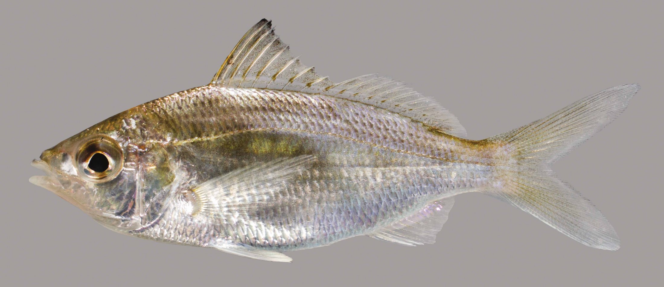 Lateral view of the tidewater mojarra