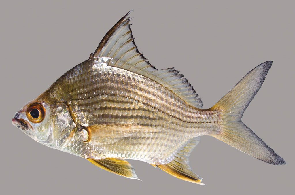 Lateral view of a striped mojarra