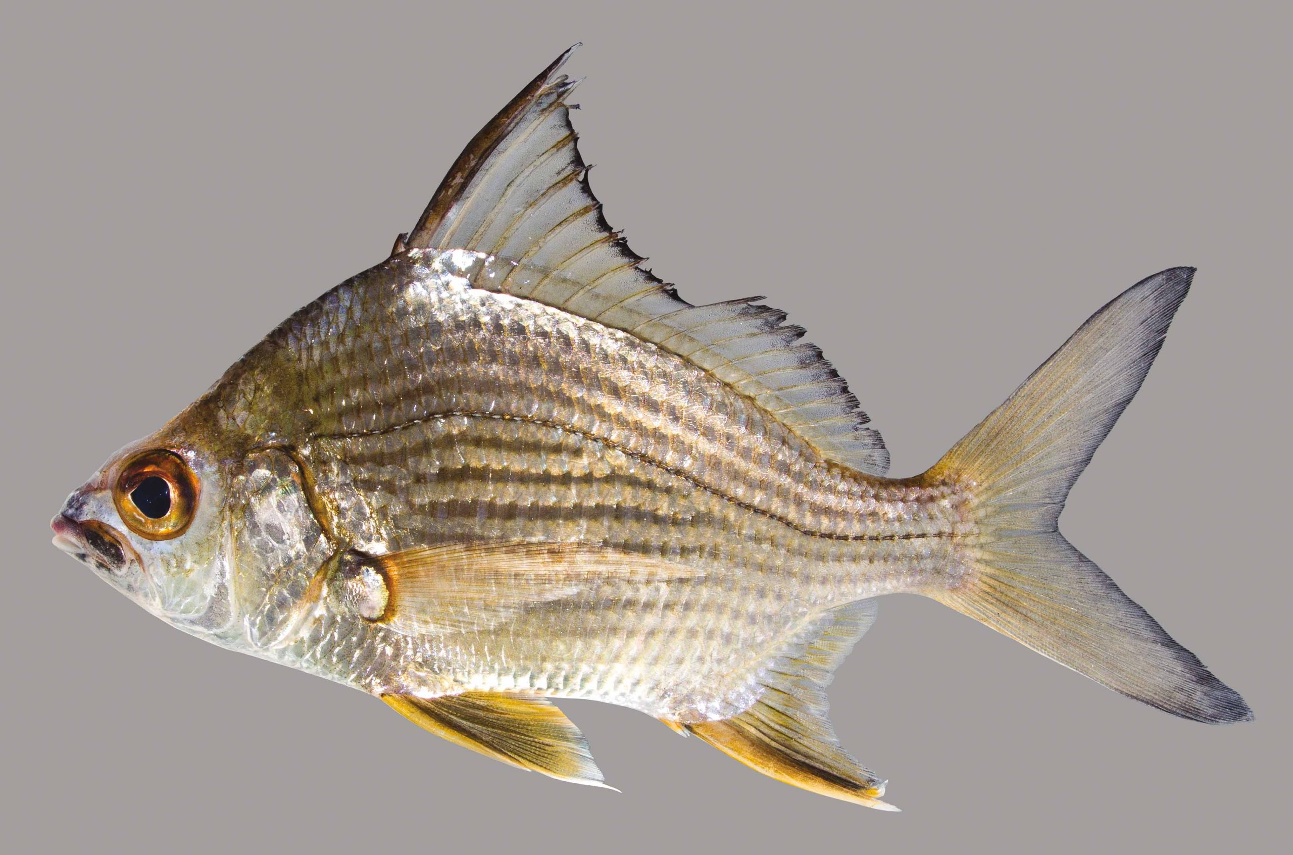 Lateral view of a tidewater mojarra