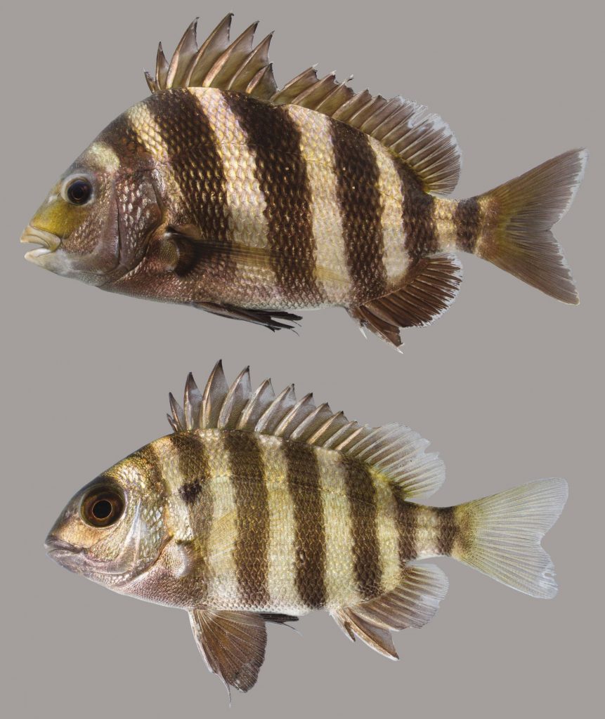 Lateral view of two sheepshead