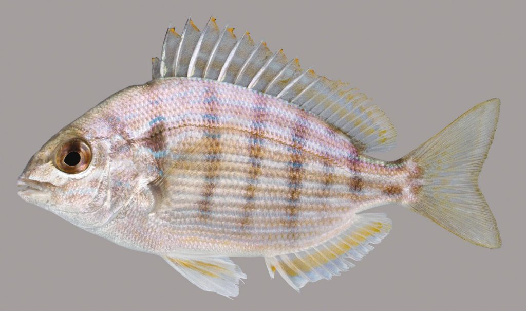 Lateral view of a pinfish