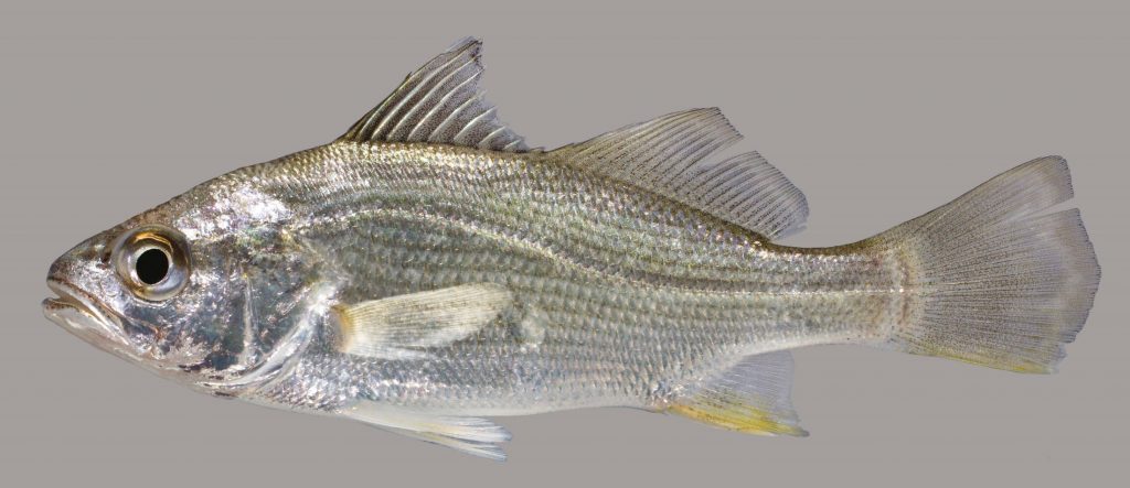Lateral view of a silver perch
