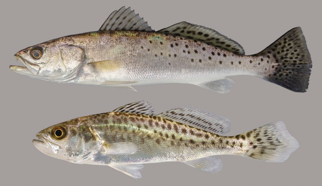 Lateral view of Spotted Seatrout