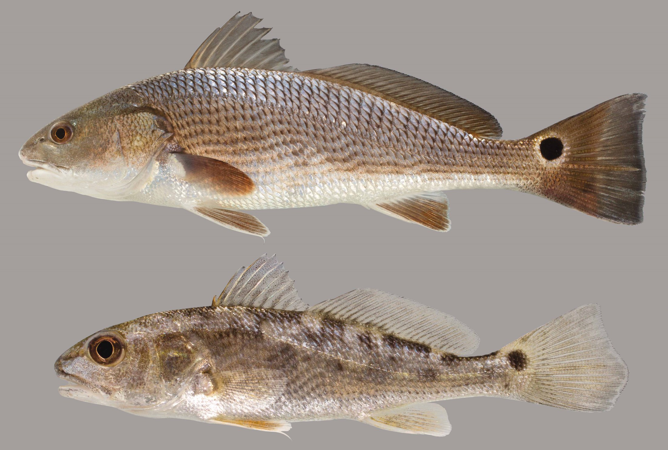 Lateral view of red drum