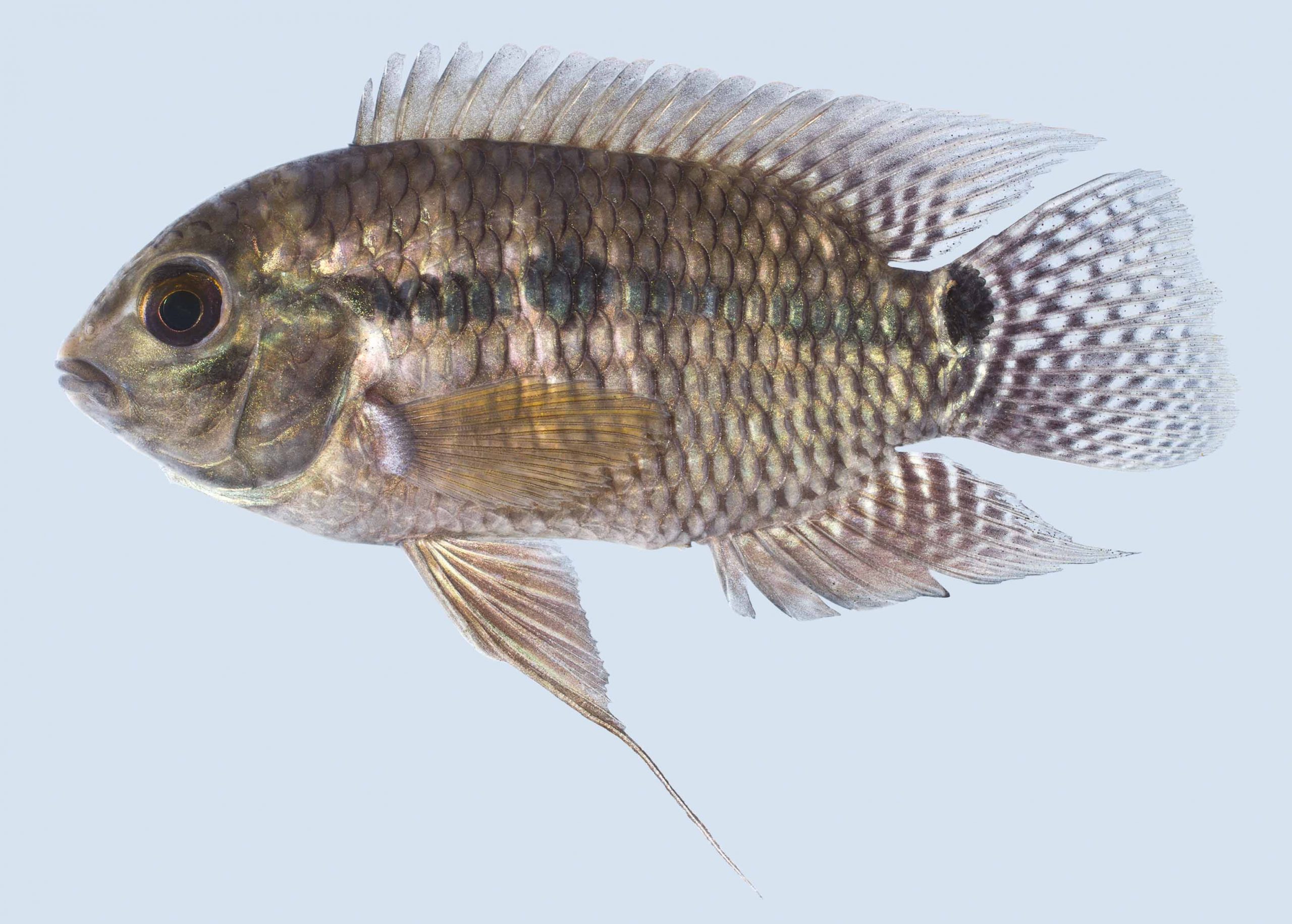 Lateral view of a black acara