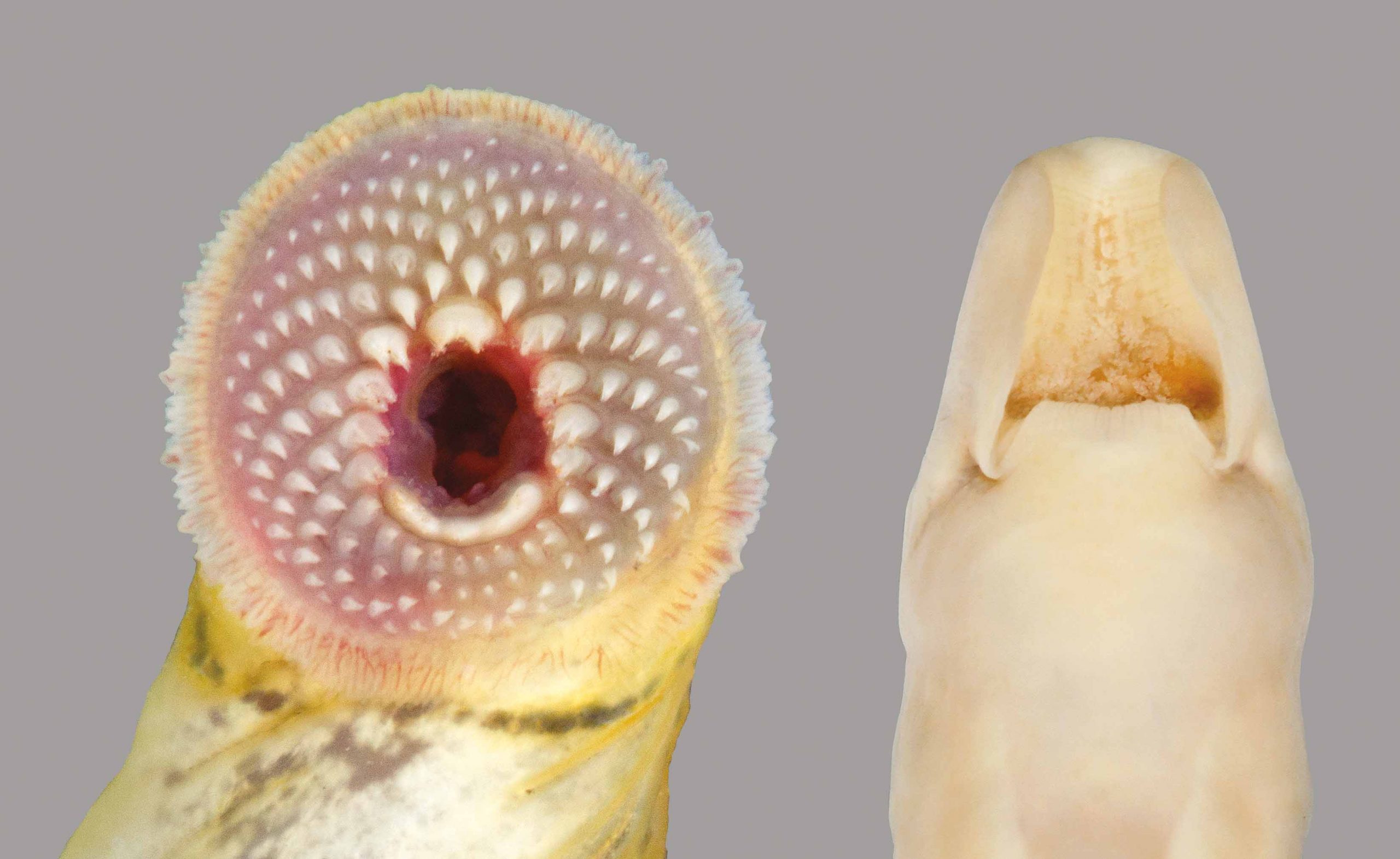 The mouth of a Southern Brook Lamprey