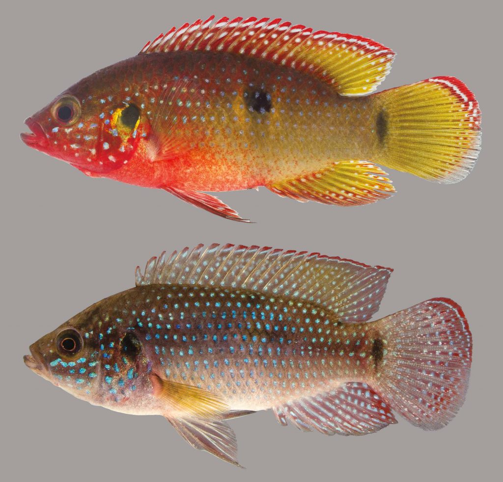 Lateral view of an African jewelfish