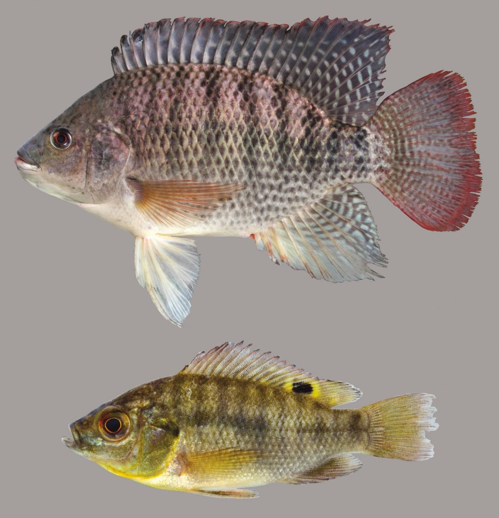Lateral view of two blue tilapia