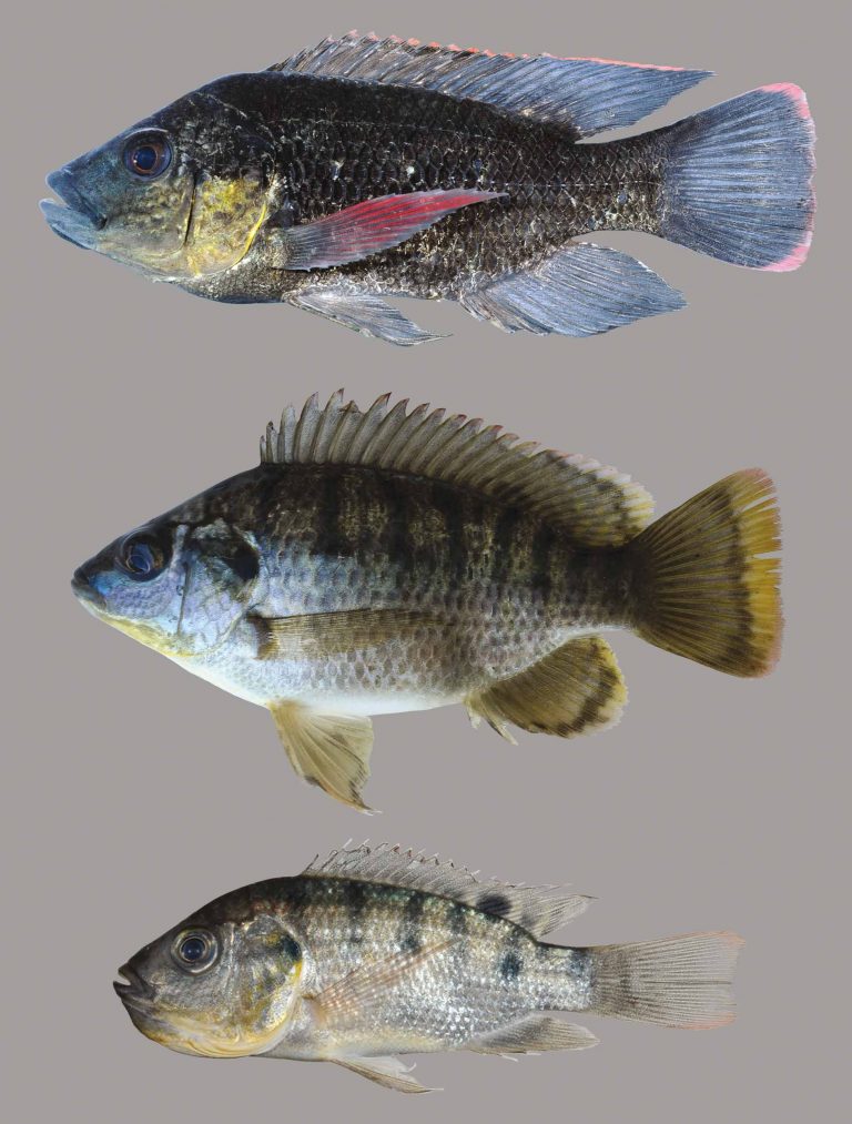 Mozambique Tilapia Discover Fishes