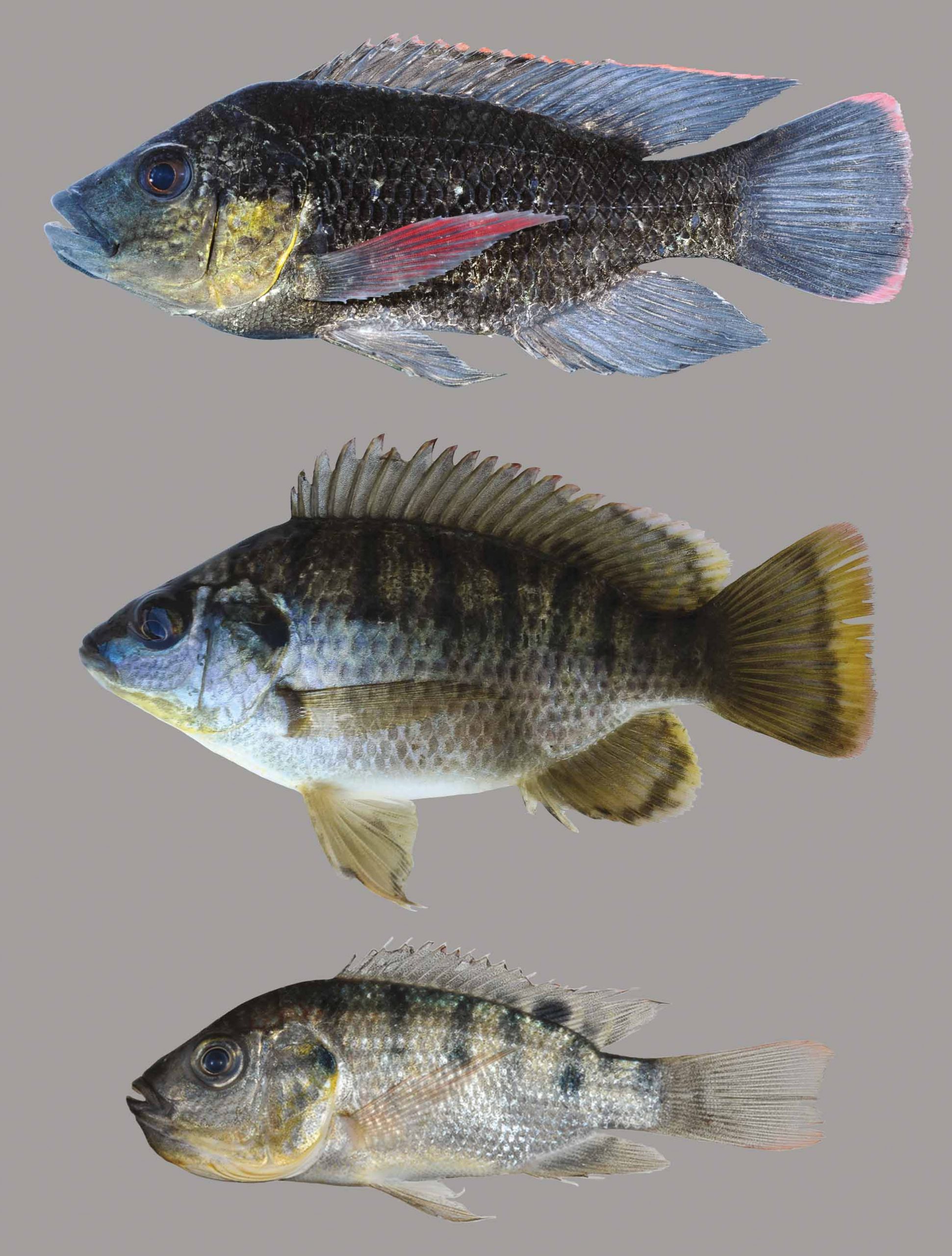 Lateral view of Mozambique tilapia