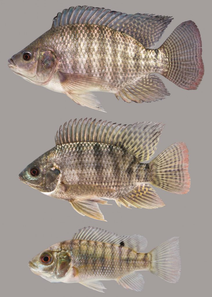 Lateral view of Nile tilapia