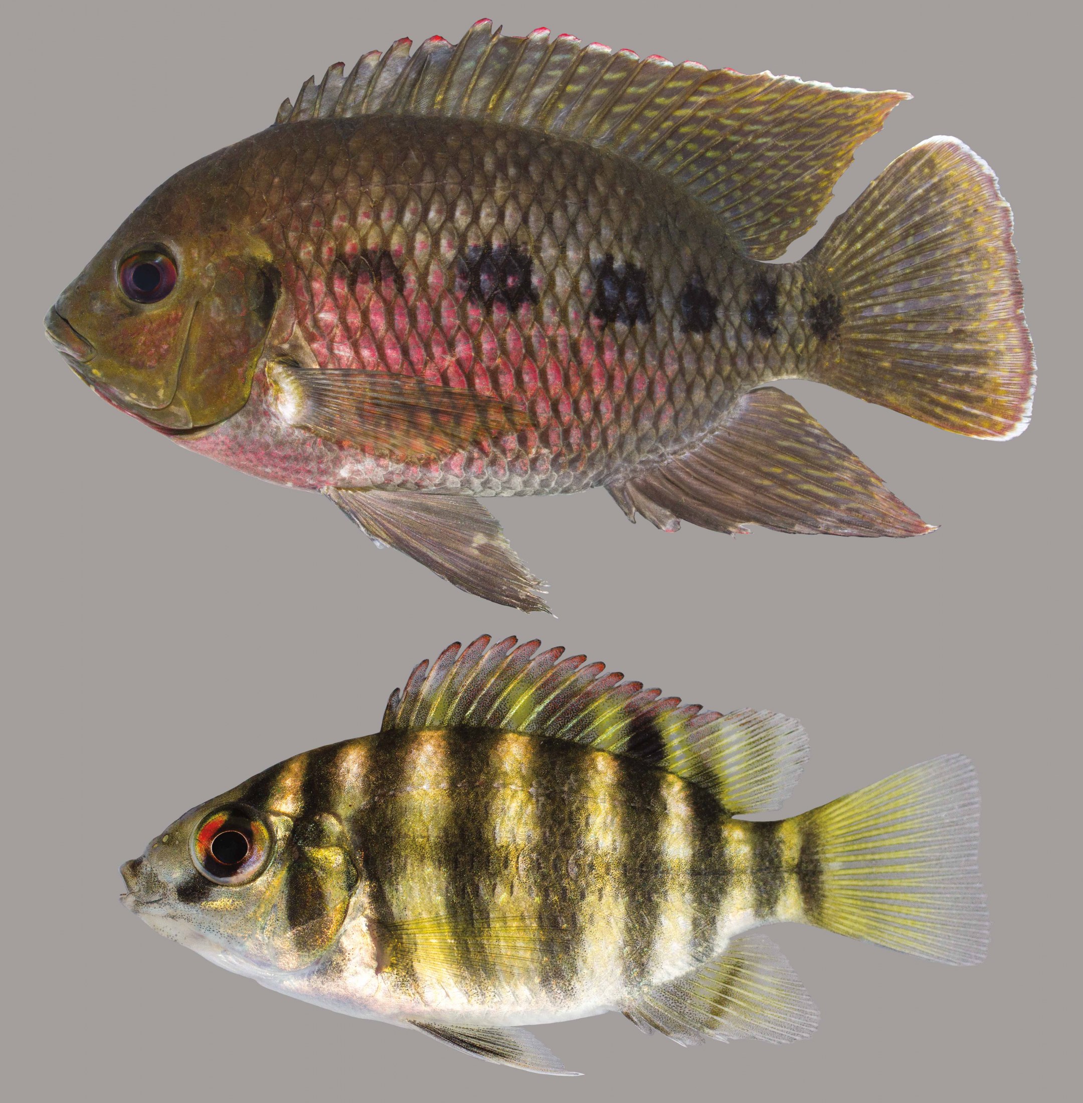 Lateral view of spotted tilapia