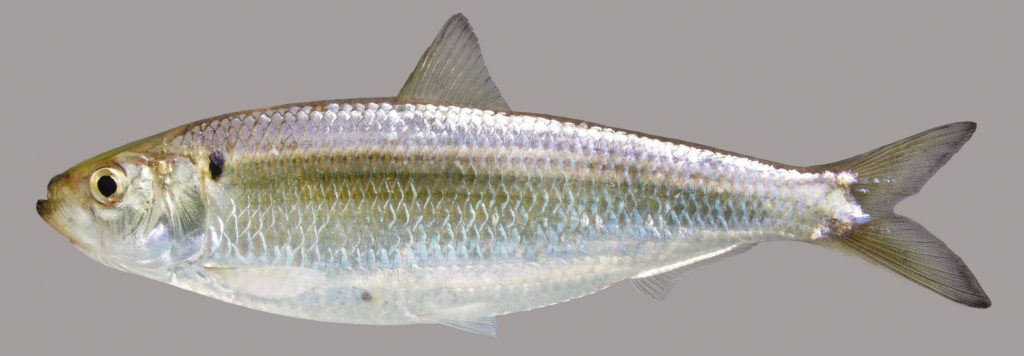 Lateral view of a blueback herring