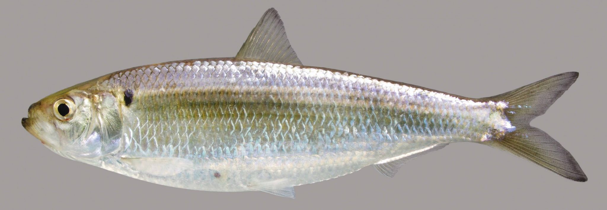 Blueback Herring Discover Fishes