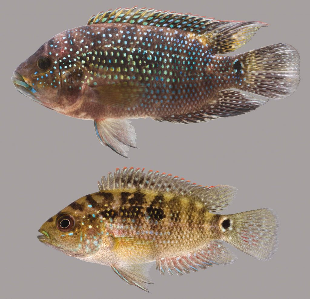 Lateral view of two Jack Dempsey