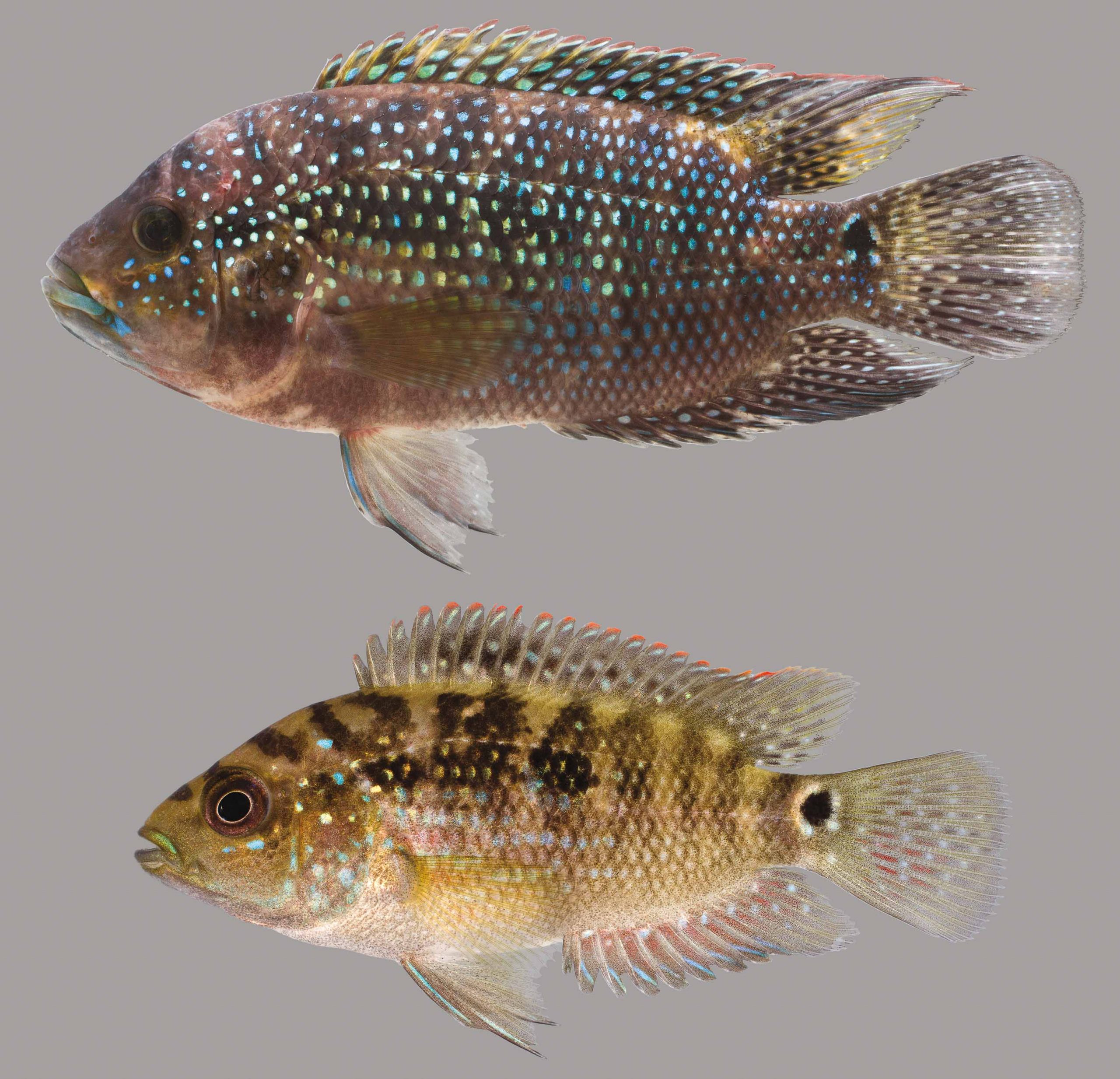 Lateral view of a Jack Dempsey