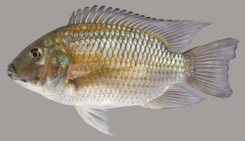 Blackchin Tilapia – Discover Fishes