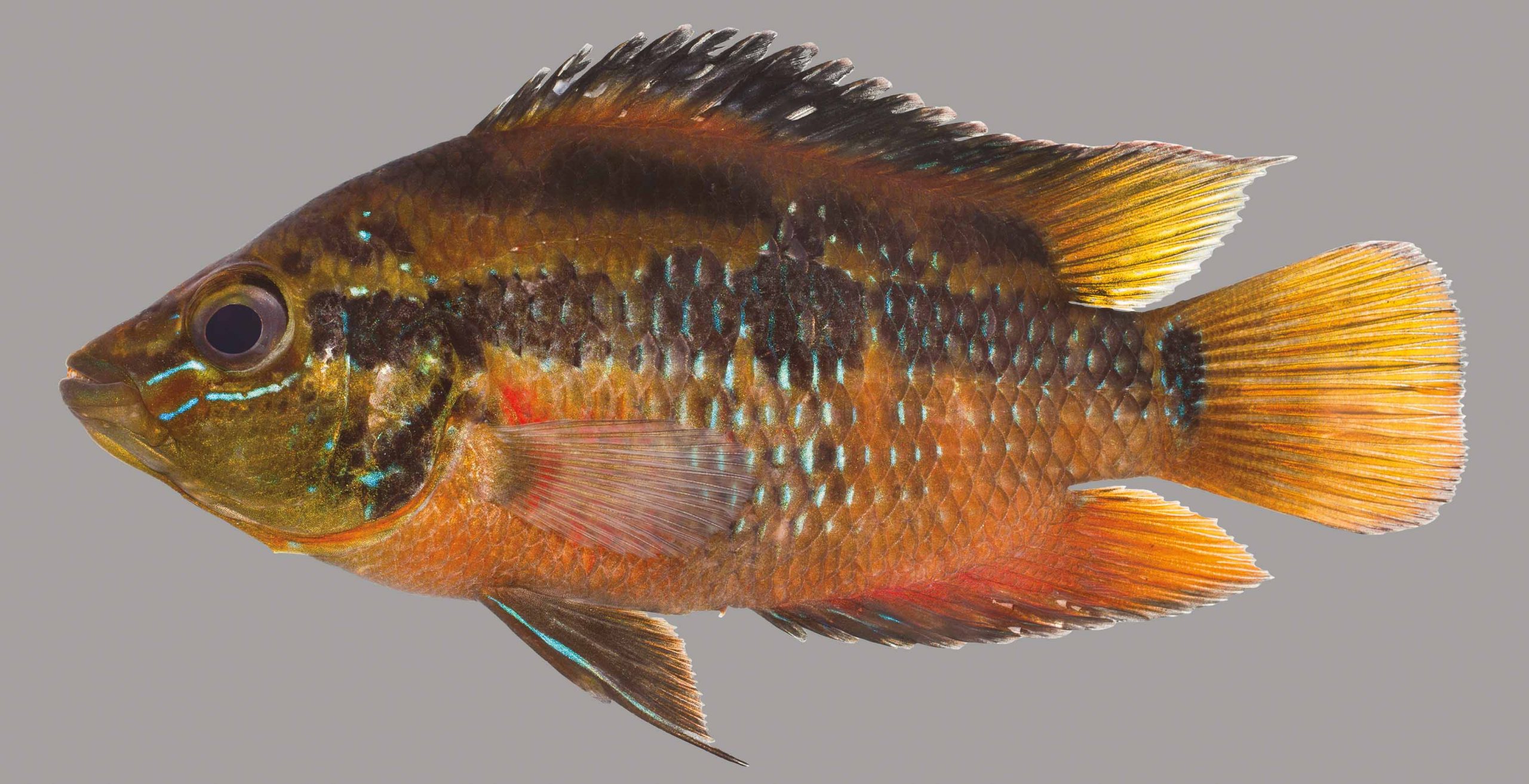 Lateral view of a yellowbelly cichlid