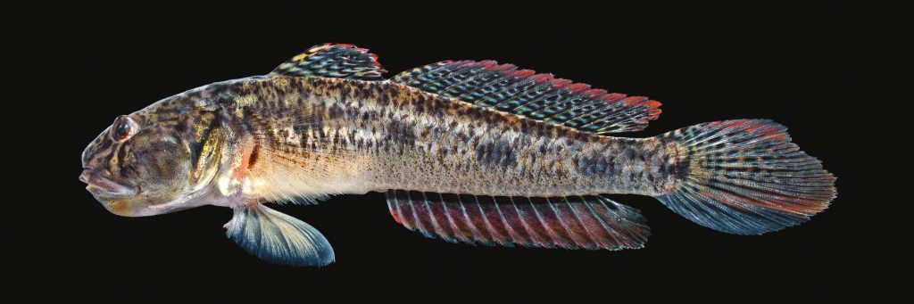 Lateral view of a freshwater goby