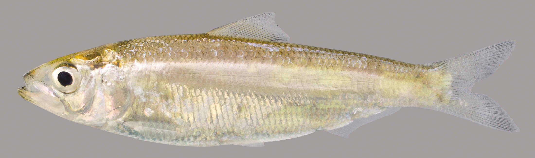 Lateral view of an Alabama shad