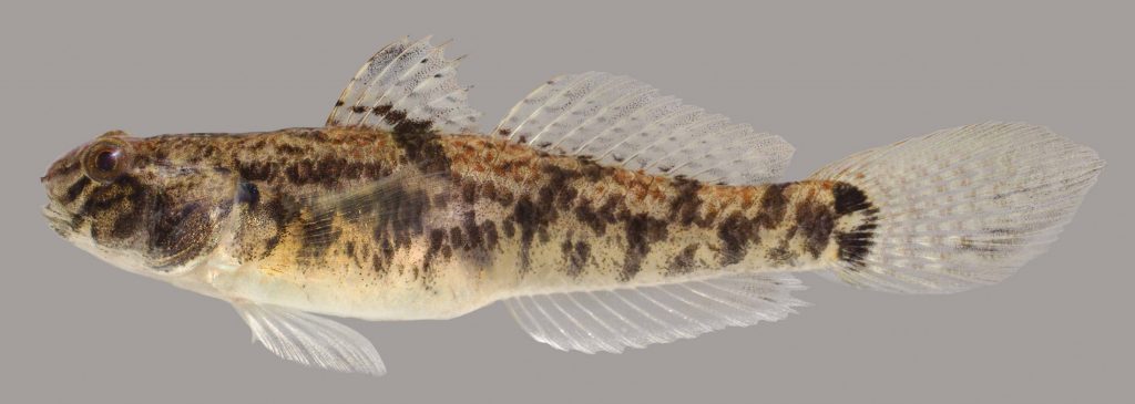 Lateral view of a lyre goby