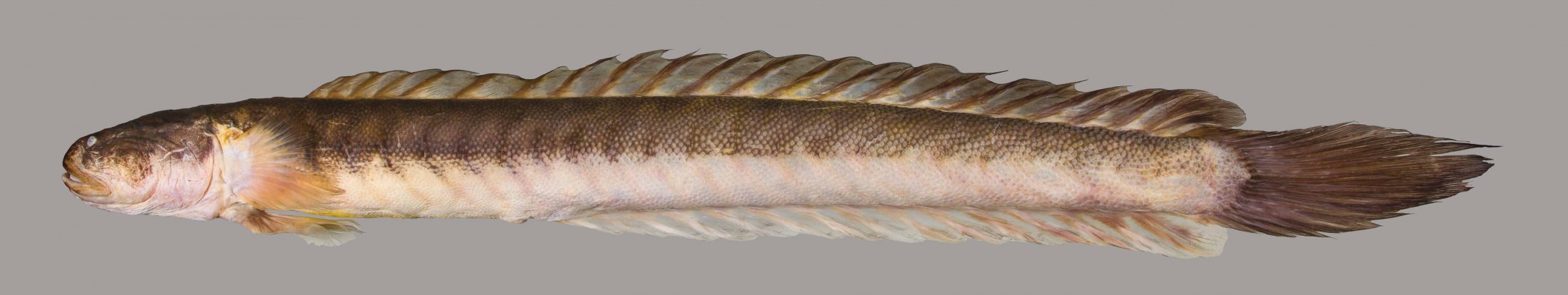 Lateral view of a violet goby