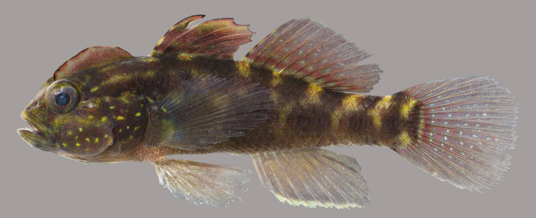 Crested Goby fish