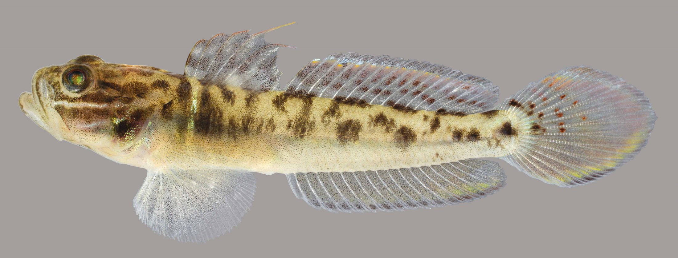 Lateral view of a clown goby