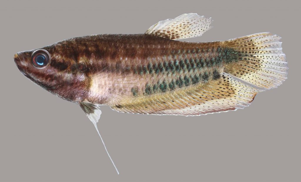 Lateral view of a croaking gourami