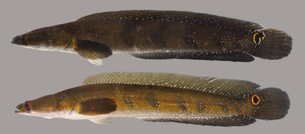 Lateral view of bullseye snakehead