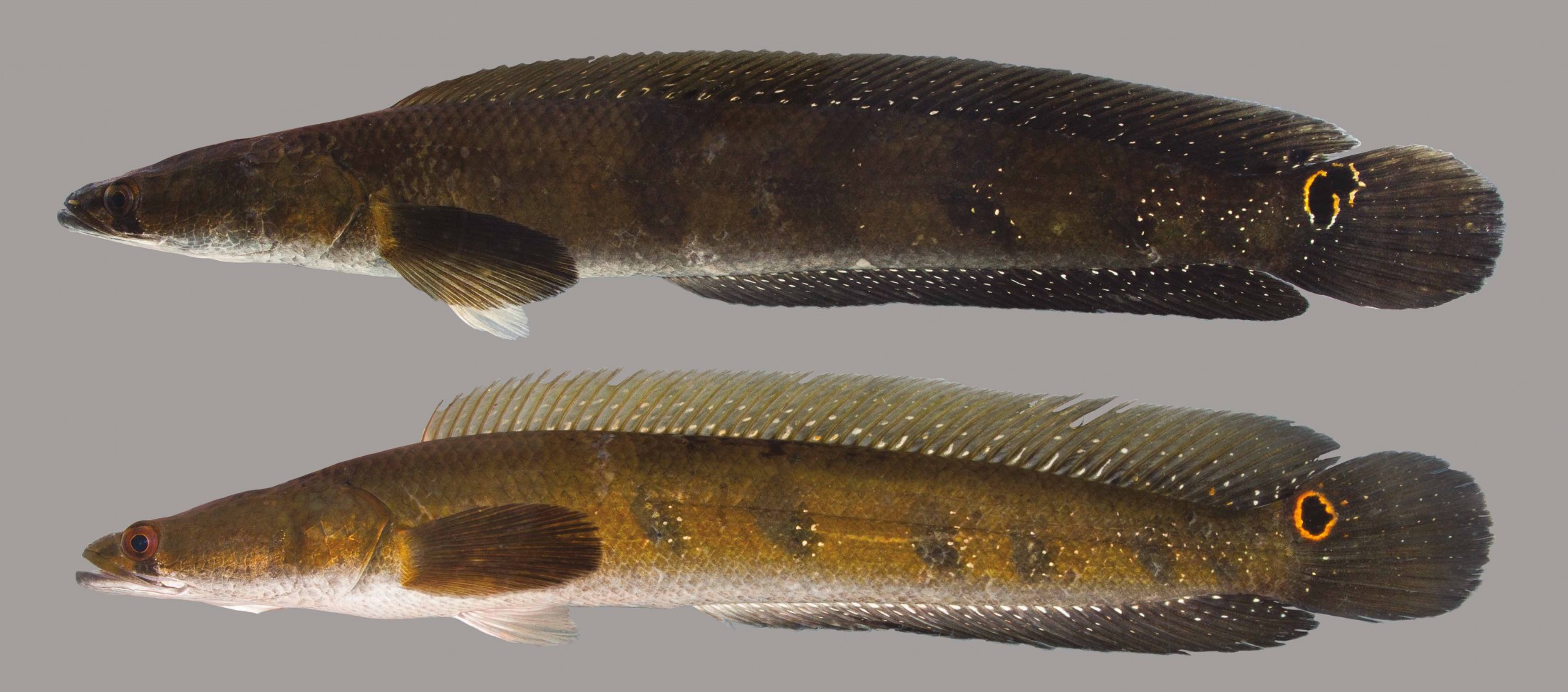 Goldline Snakehead – Discover Fishes