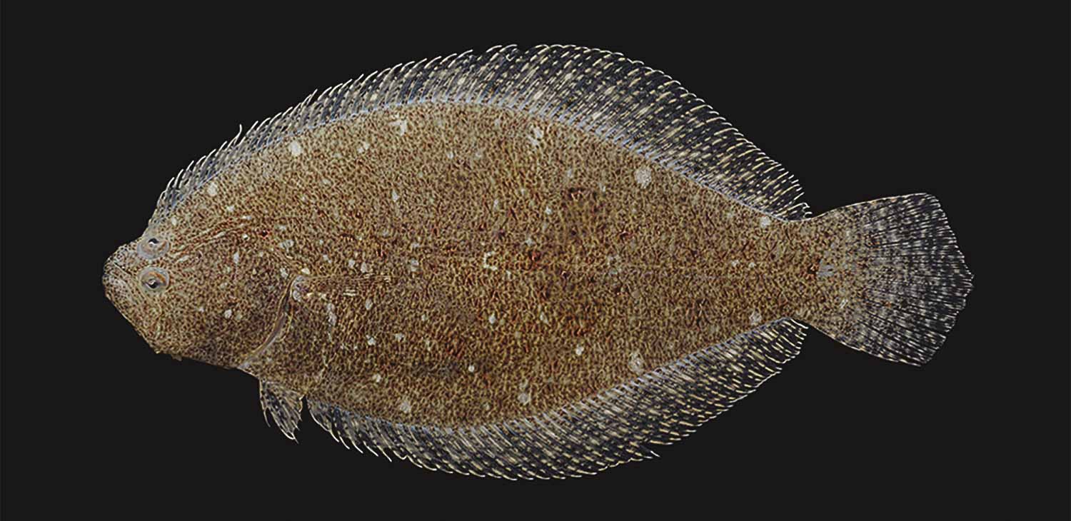 Lateral view of a bay whiff