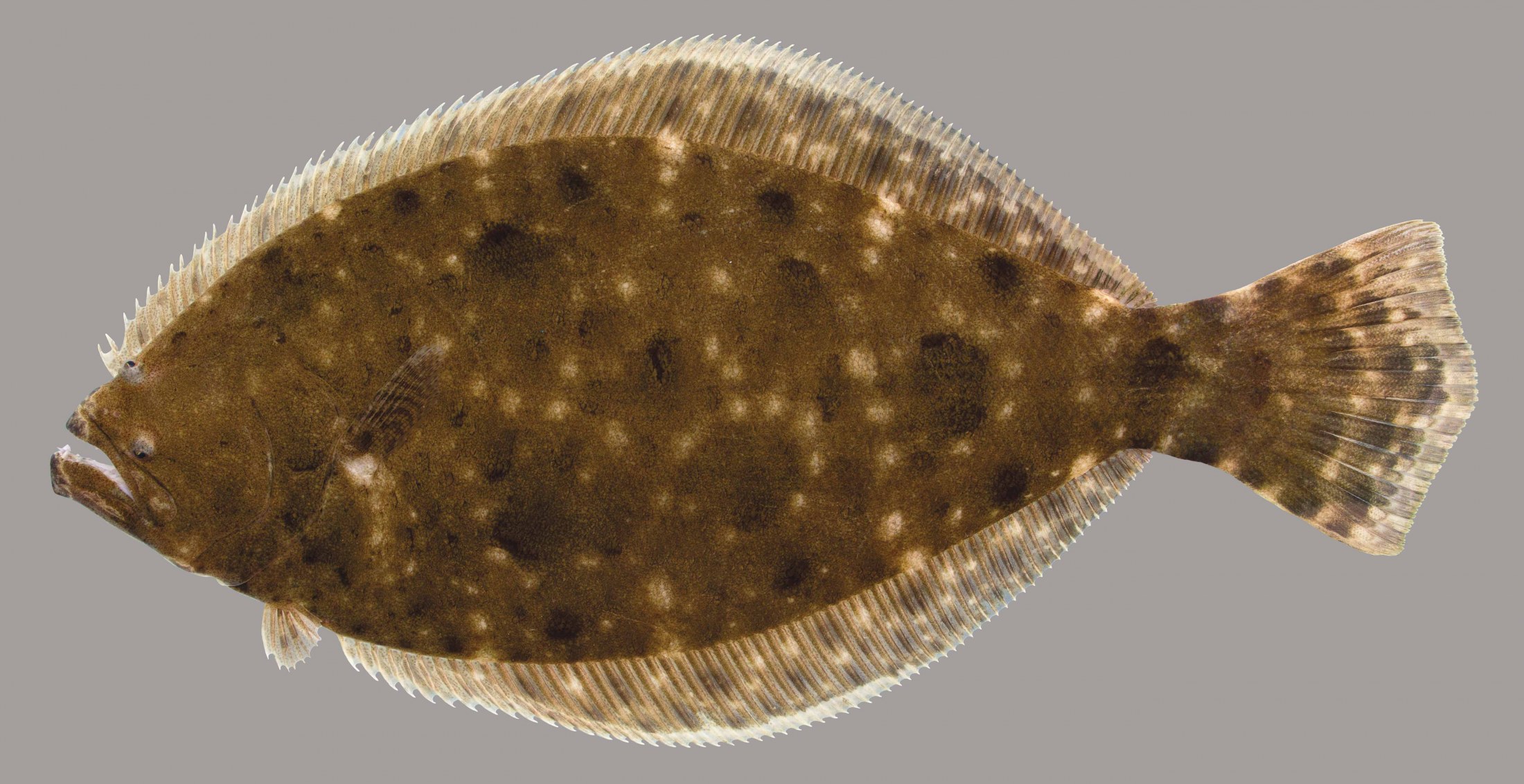 Lateral view of a southern flounder