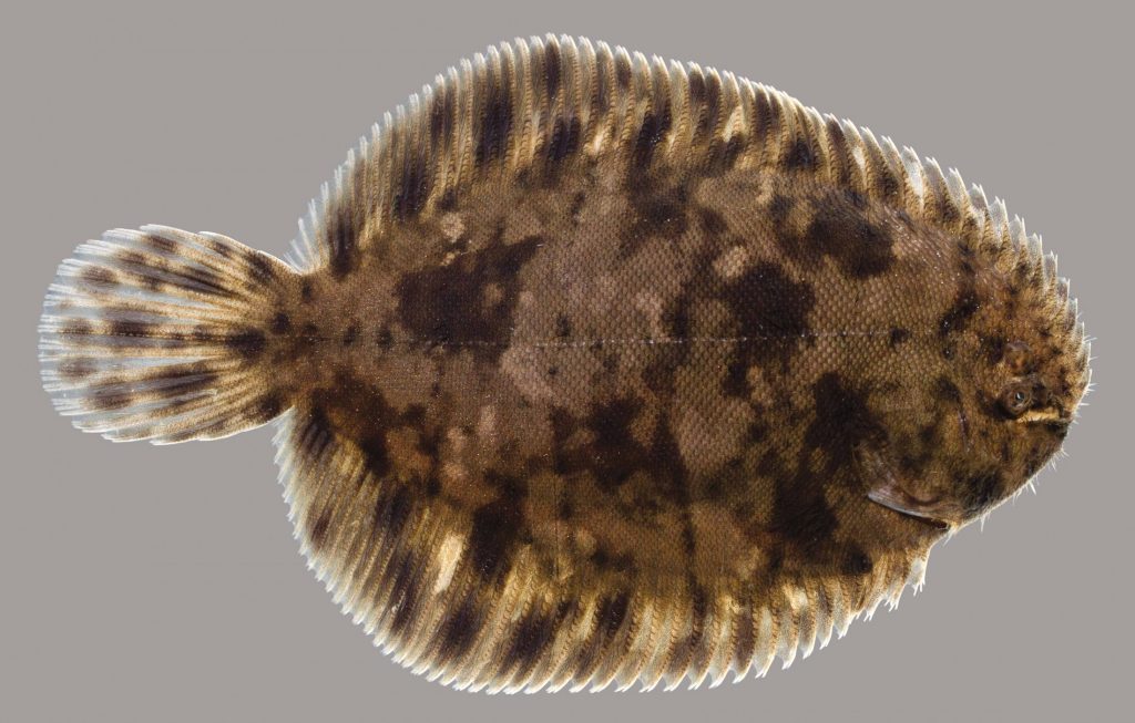 Lateral view of a hogchoker