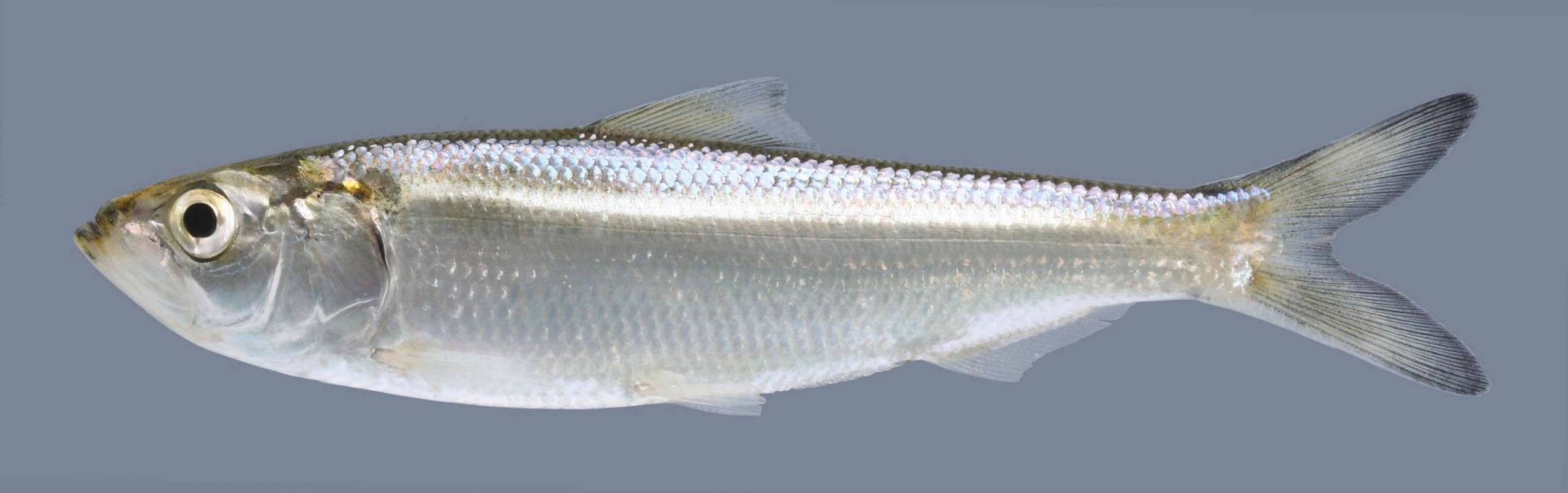 Lateral view of a skipjack herring