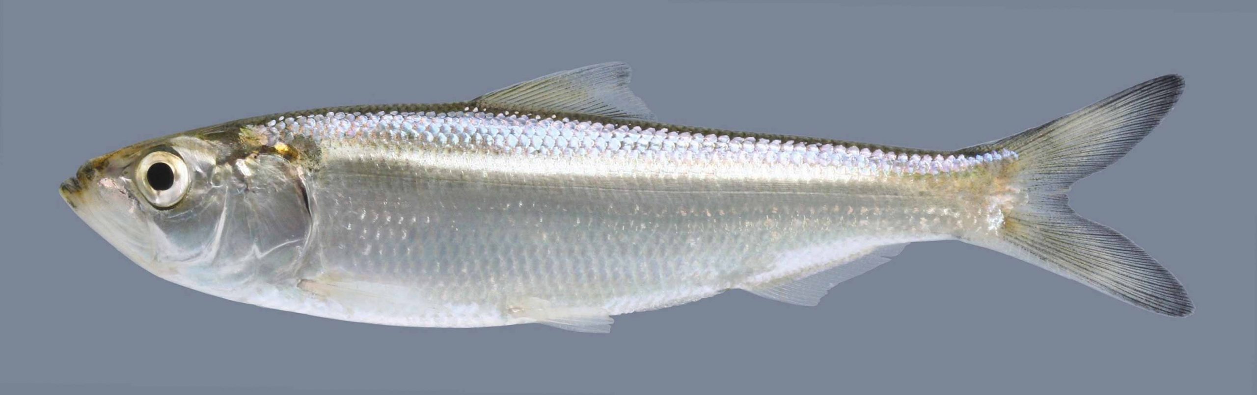 Skipjack Herring – Discover Fishes