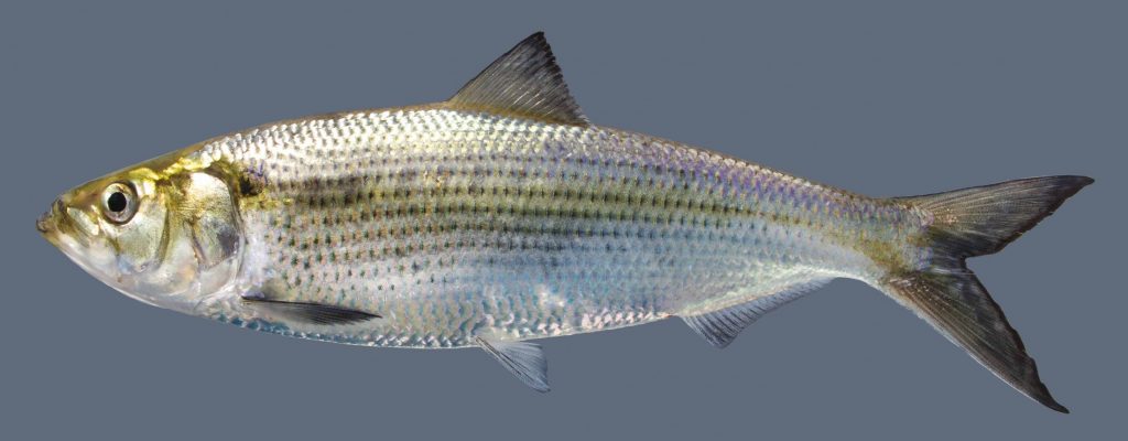 Lateral view of a hickory shad