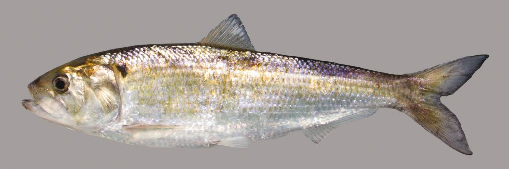 Lateral view of an American shad