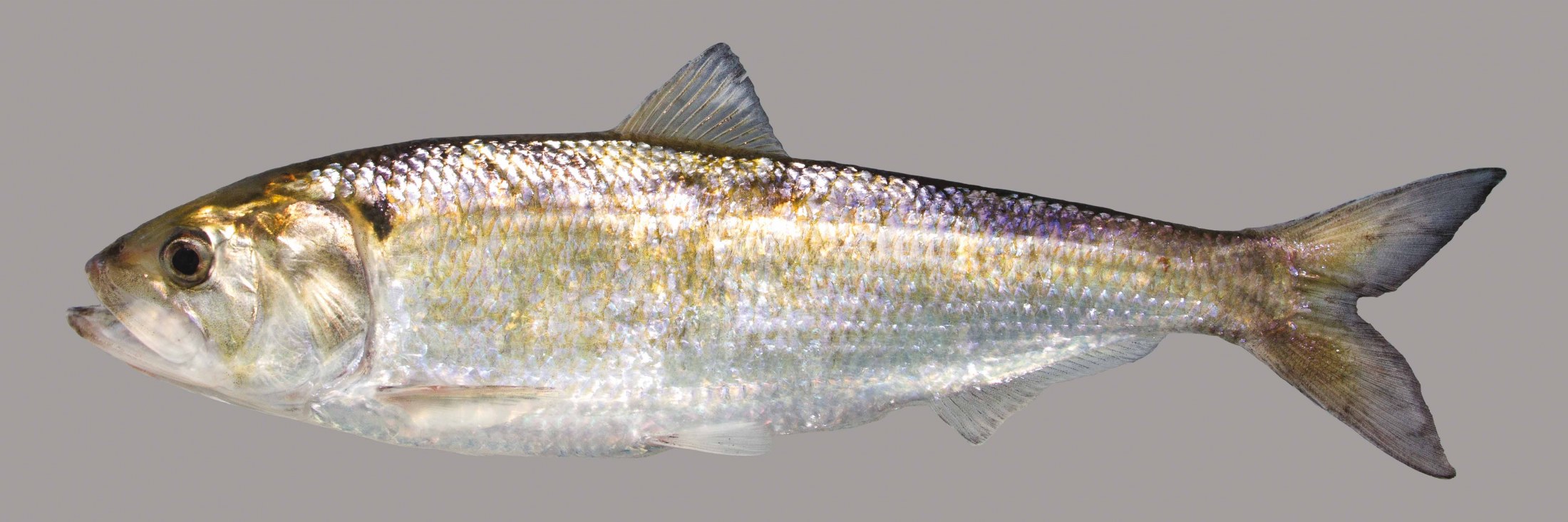 American Shad – Discover Fishes