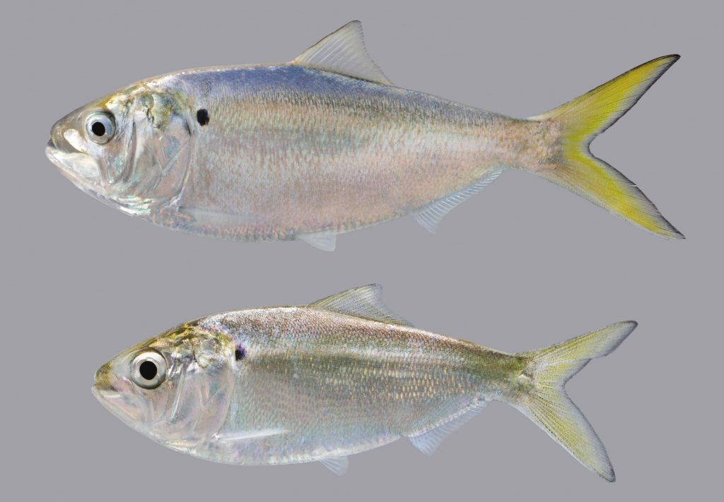 Lateral view of an adult and juvenile yellow menhaden