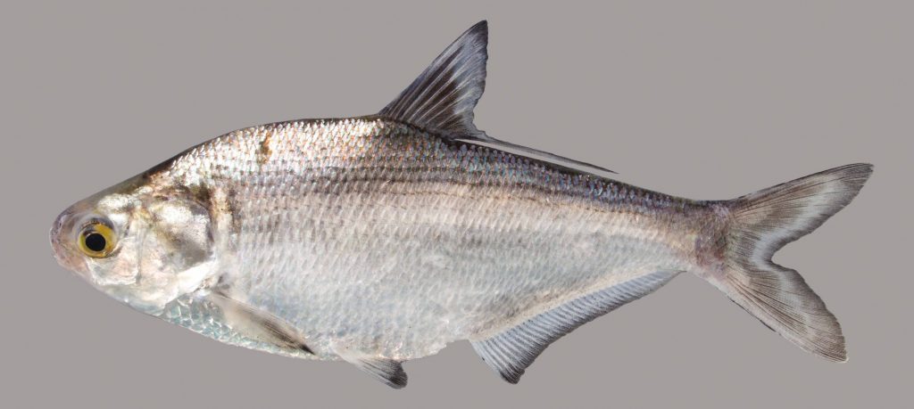 Lateral view of a gizzard shad