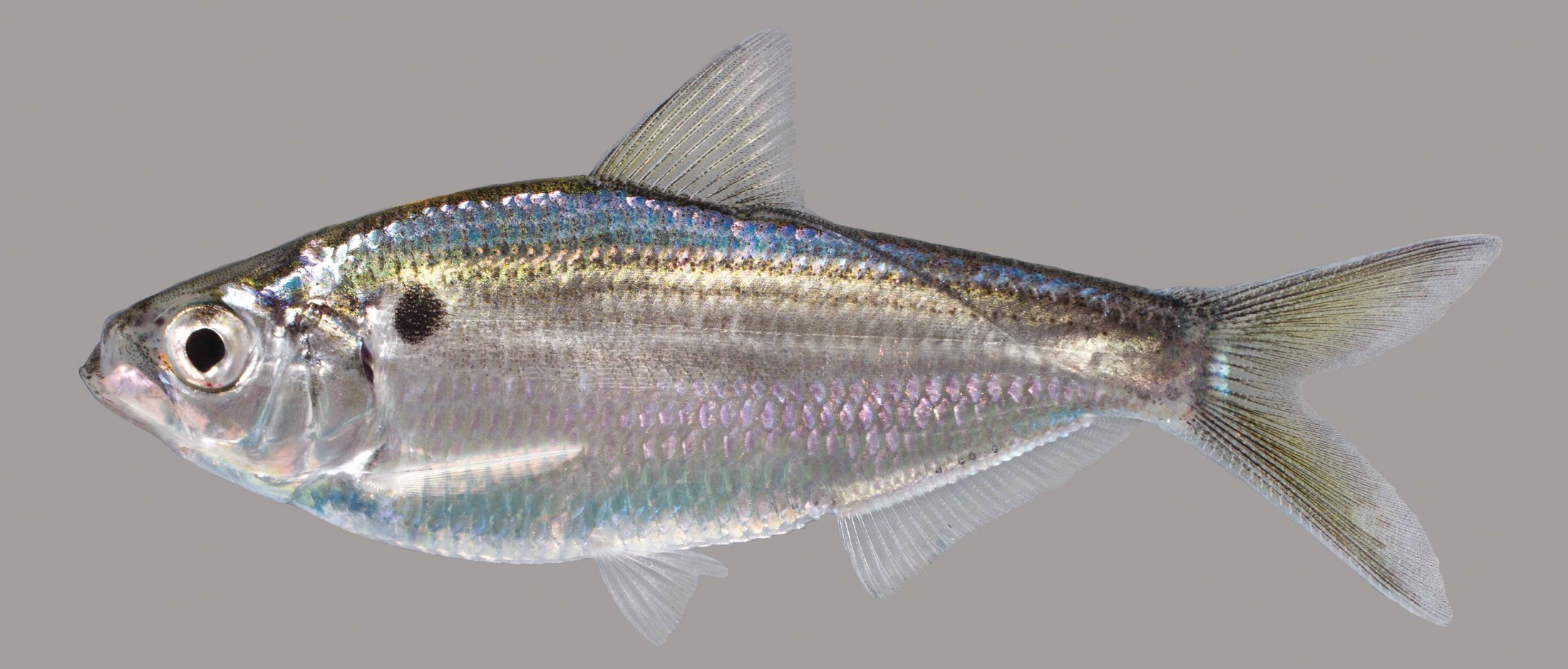 Lateral view of a threadfin shad