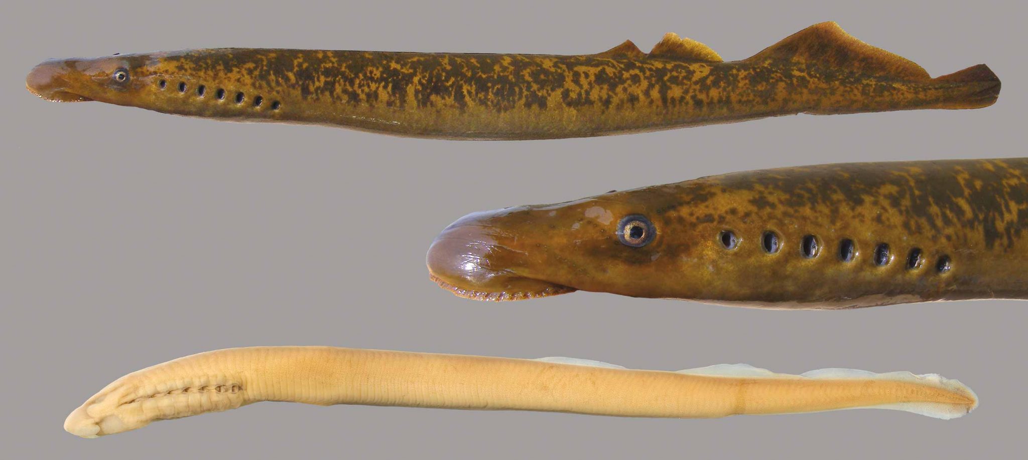 Sea Lamprey – Discover Fishes
