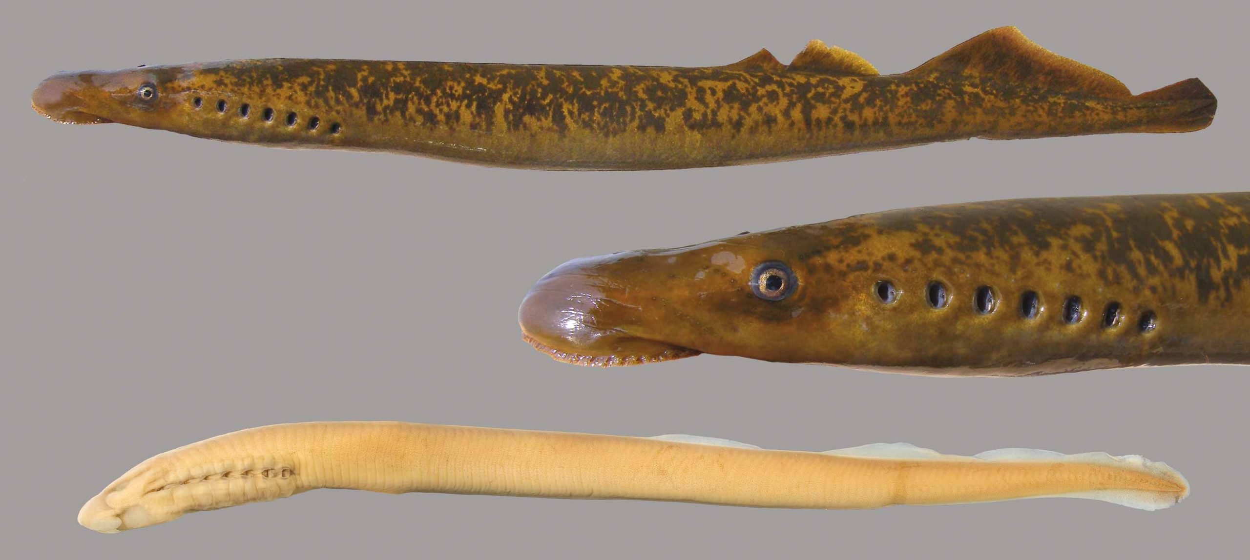 Lateral view of an adult Sea Lamprey