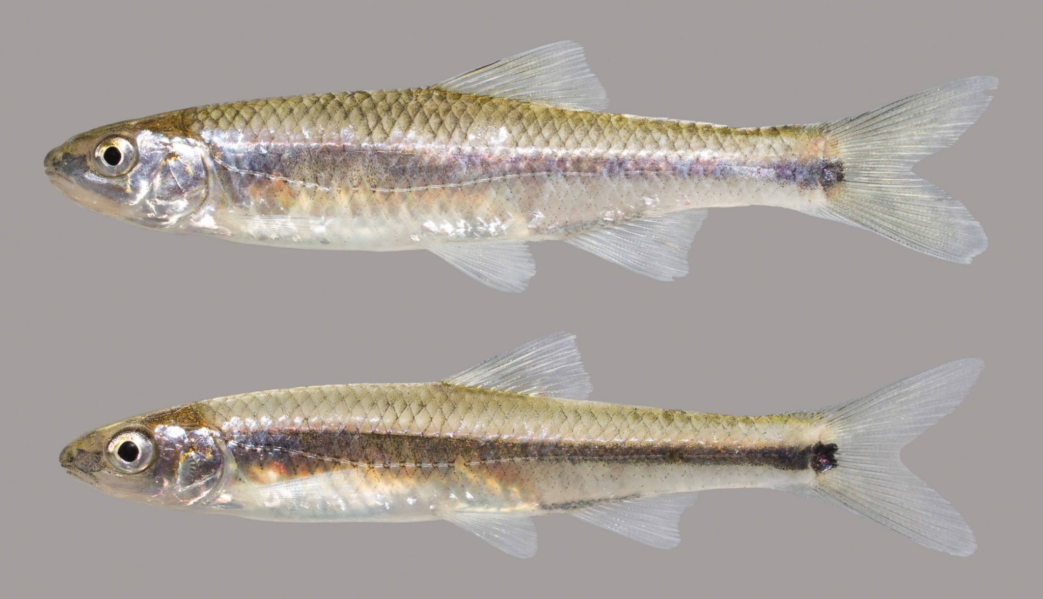 Bluestripe Shiner Discover Fishes