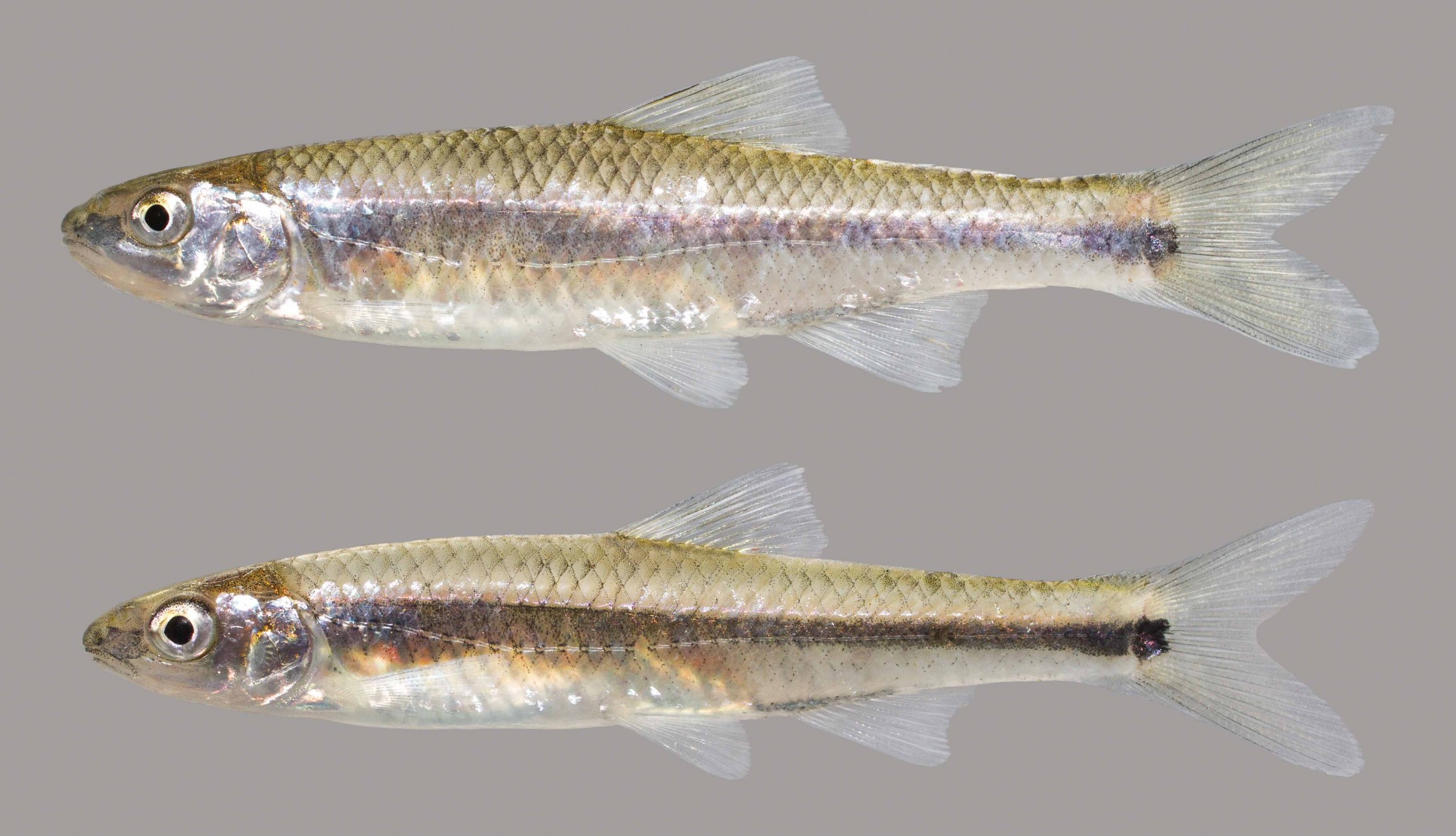 Black-stripe minnow - Healthy Rivers