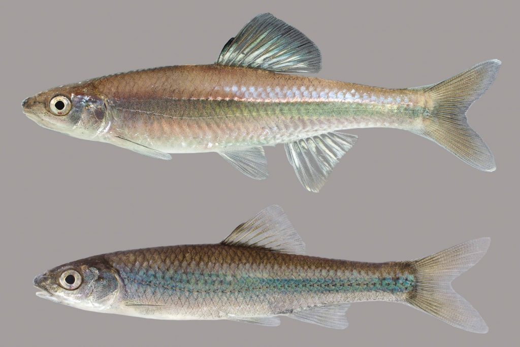 Lateral view of two adult bannerfin shiners