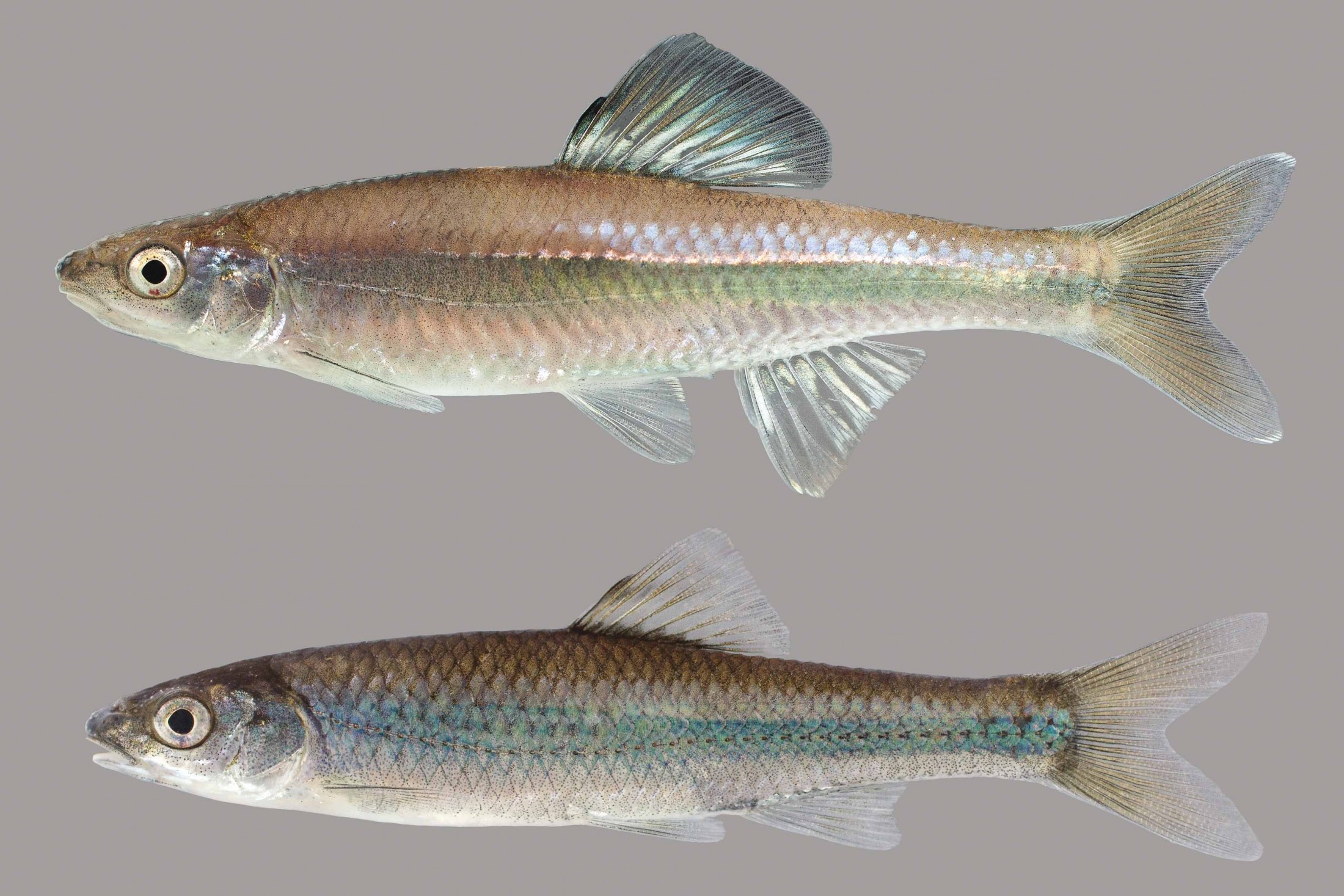 Bannerfin Shiner – Discover Fishes