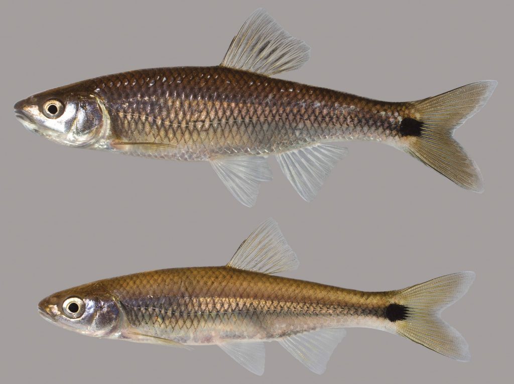 Lateral view of two blacktail shiners