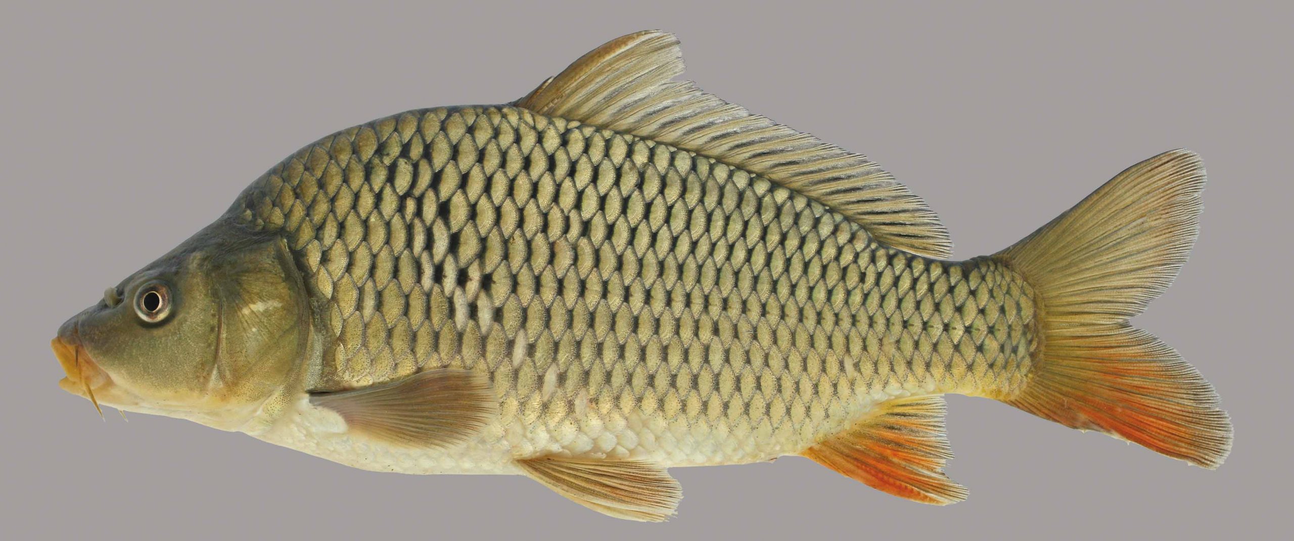 Lateral view of a common carp